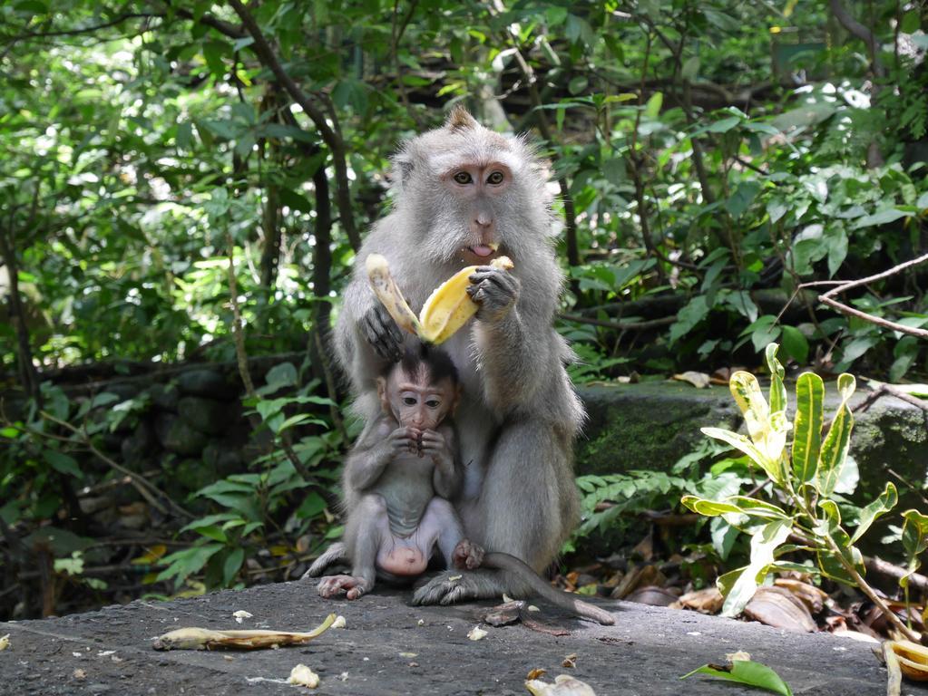 Pondok Penestanan Villa Ubud エクステリア 写真